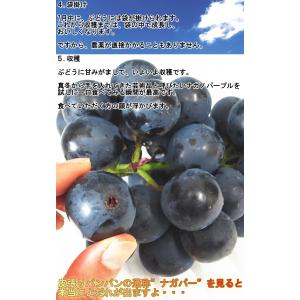 ナガノパープル 種無し葡萄 約1.5kg 2〜...の詳細画像4