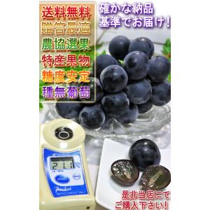 ナガノパープル 種無し葡萄 約1.5kg 2〜...の詳細画像5