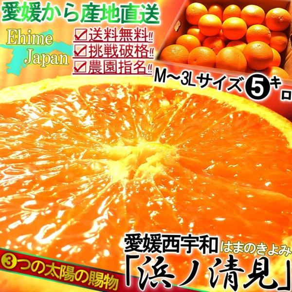 産地直送 清見オレンジ 約5kg M〜3Lサイズ 愛媛県・西宇和産 訳あり品 八幡浜の農家が育てた抜...