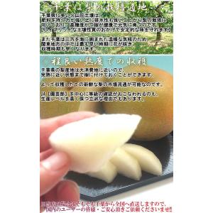 白井梨 幸水・豊水・秋月・新高 約10kg 1...の詳細画像2