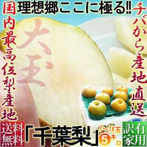 梨 千葉 幸水・豊水・あきづき・新高 5kg 7〜14玉 大玉限定 訳あり品 なしの出荷量全国一位の千葉県産 白井・市川・船橋を始めとした厳選産地の新鮮なナシ