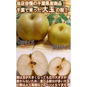 白井梨 幸水・豊水・秋月・新高 約5kg 7〜...の詳細画像2