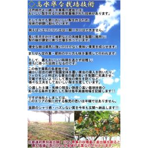白井梨 幸水・豊水・秋月・新高 約5kg 7〜...の詳細画像3