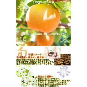 市川梨 幸水・豊水・あきづき・新高 約5kg ...の詳細画像5