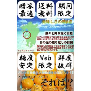 デコポン 熊本産 露地栽培 約2.5kg 7玉...の詳細画像2
