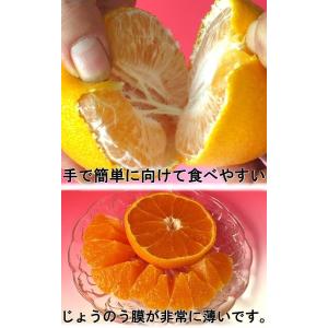 デコポン 熊本産 露地栽培 約2.5kg 7玉...の詳細画像3