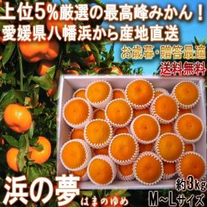 産地直送 浜の夢 温州みかん 約3kg M〜Lサイズ 特秀品 愛媛県産 贈答品 愛媛の大産地、八幡浜から直送！最高ランクの厳選ギフト蜜柑