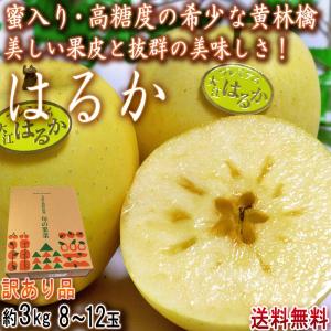 はるか 蜜入り黄りんご 約3kg 8〜12玉入り 訳あり品 山形県産 JAさがえ西村山 高い糖度と酸味の少ない果肉！国内屈指の林檎産地で育った味わい抜群のリンゴ