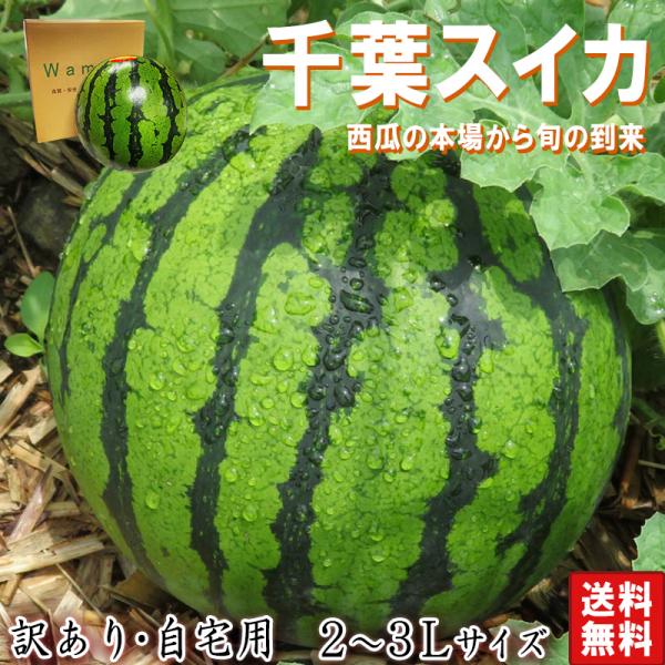 厳選大玉スイカ 約7〜9kg 1玉入り 訳あり品 千葉県産 大玉〜特大サイズ 富里・成田 国内屈指の...