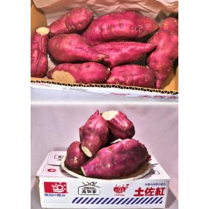 土佐紅 とさべに 早堀りさつまいも 約10kg...の詳細画像4