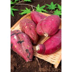 紅はるか さつまいも 約10kg 千葉県・茨城...の詳細画像4