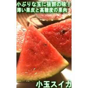 紅こだま西瓜 小玉スイカ 約3〜4kg 2〜4...の詳細画像1