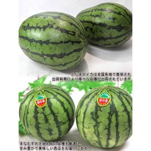 紅こだま西瓜 小玉スイカ 約3〜4kg 2〜4...の詳細画像3
