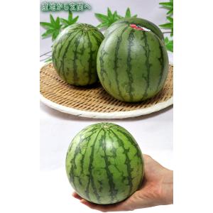 紅こだま西瓜 小玉スイカ 約3〜4kg 2〜4...の詳細画像4