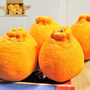 佐賀県産 ハウスみかん （温室みかん） 4〜5玉入り （パック） : 生鮮