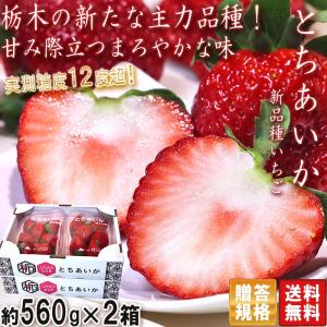栃木県産とちあいか　初物苺×3 苺の実はるいちご園　【20個限定】 チップ 苺 とちあいか （260g×4パック） 栃木県 JAうつのみや産: とちぎ新鮮