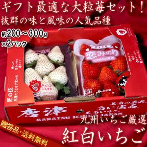 紅白いちごセット 恋みのり・白い宝石など 約200g〜300g×2パック 贈答規格 ギフト最適な旬の九州イチゴ！人気の苺を厳選