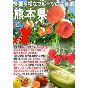 紅白いちごセット 恋みのり・白い宝石など 約2...の詳細画像2