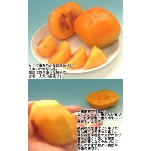 たねなし柿 約3.75kg 12〜24玉前後 ...の詳細画像1
