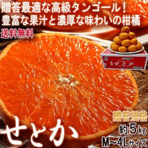 贈答品せとか5キロ〜6キロ : 俺のみかん - 通販 - Yahoo!ショッピング