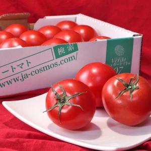 シュガートマト Verde 高糖度フルーツトマト 約800g 2S〜Lサイズ