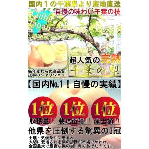 【大玉厳選・早期出荷!】千葉梨 幸水 一番果 ...の詳細画像2