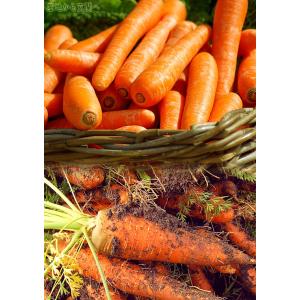 にんじん 訳あり 10kg 加工用品 千葉県産...の詳細画像2