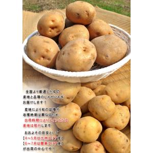 じゃがいも 男爵・とうや中心 約10kg M〜...の詳細画像4