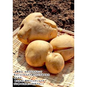 じゃがいも 男爵・とうや中心 約10kg M〜...の詳細画像5