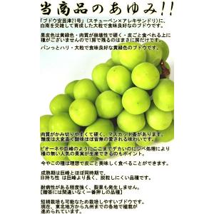 晴王 はれおう シャインマスカット 白葡萄 岡...の詳細画像2