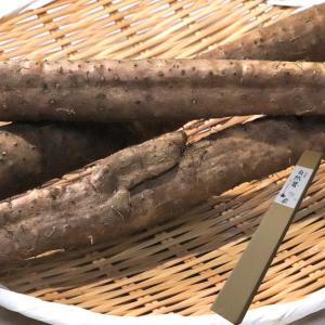 自然薯 約1.5〜2kg 2〜4本入り 青森県産 抜群の味と栄養を誇る山菜の王様！とろろに最適なこだわり栽培