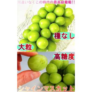 シャインマスカット 2〜3房 約1.5kg 種...の詳細画像1