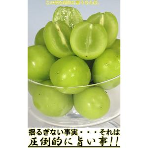 シャインマスカット 2〜3房 約1.5kg 種...の詳細画像2