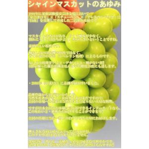 シャインマスカット 2〜3房 約1.5kg 種...の詳細画像3