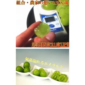 シャインマスカット 2〜3房 約1.5kg 種...の詳細画像4