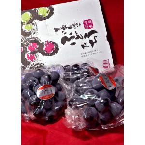 ブラックビート 黒葡萄 約1kg 2〜4房 岡...の詳細画像1