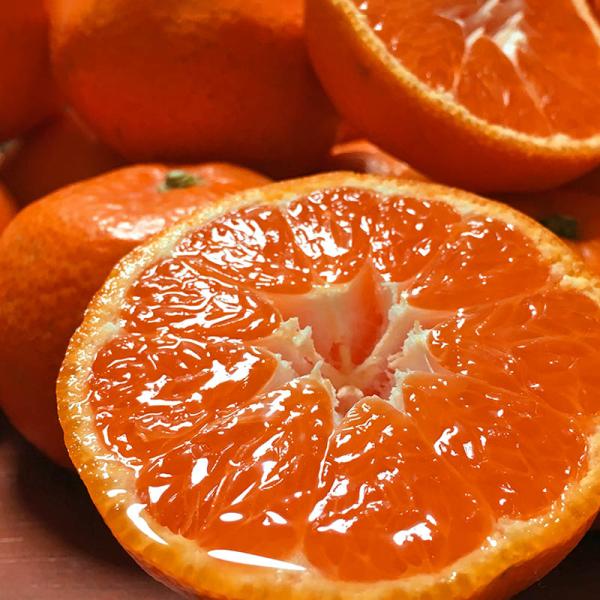 極早生 味まる蜜柑 約2.5kg M〜2Lサイズ 長崎県産 贈答規格 JAながさき西海 糖度保証で安...