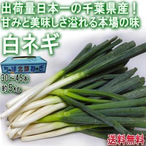 産地から玄関へ ネギ 野菜 Yahoo ショッピング