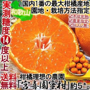 ●樹成り完熟 有田みかん 宮喜園限定 約5kg 和歌山県産 贈答規格 農園指定蜜柑 実測糖度14度超の濃厚な味！有田地域の個人農家が手掛けた抜群の美味しさ