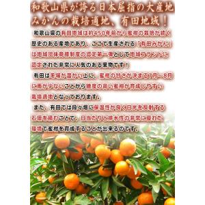 田村みかん 厳選有田ミカン 約10kg 2S〜...の詳細画像3