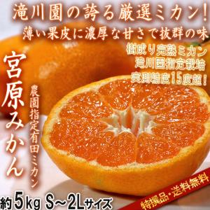 JA紀南 みかん 木熟みかん「天」 S〜Mサイズ 5kg×1箱 送料無料 お歳暮