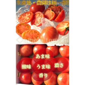 アメーラ フルーツトマト 約1kg 静岡・長野...の詳細画像1