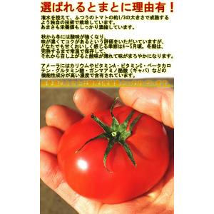 アメーラ フルーツトマト 約1kg 静岡・長野...の詳細画像2