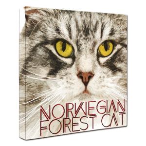 ノルウェージャンフォレストキャット グッズの商品一覧 通販 Yahoo ショッピング