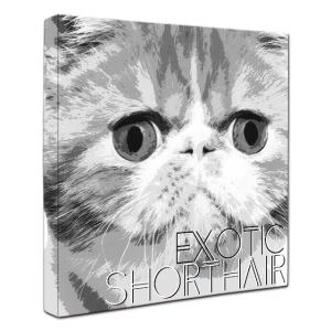 エキゾチックショートヘア グッズの商品一覧 通販 Yahoo ショッピング