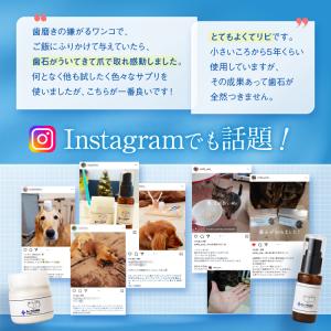 【ドクター裕次郎 公式】 犬 猫 歯科専門の動...の詳細画像3