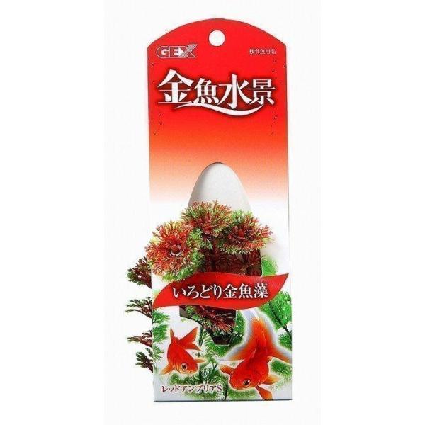 金魚水景 レッドアンブリア S ジェックス