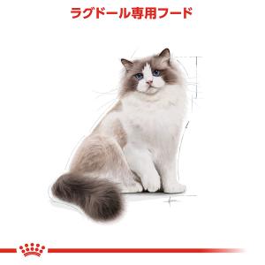 ロイヤルカナン 猫 ラグドール 成猫用 2kg...の詳細画像2