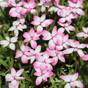 国華園 春植え球根 アッツ桜 ルビーの輝き 限定特価 3球 : 花と緑 国