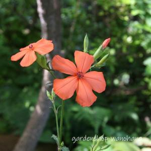 ガーデンショップ和の花 ナデシコ科 Yahoo ショッピング